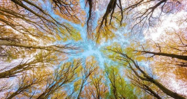 六六配资 海尔格力美的激战双11，容声科沃斯飞利浦出手大金博世西门子降本